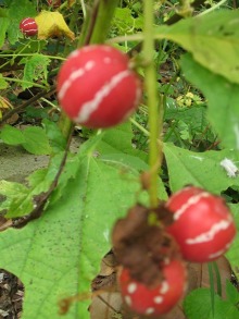 女２２歳。野望があります。