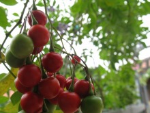 女２２歳。野望があります。 border=